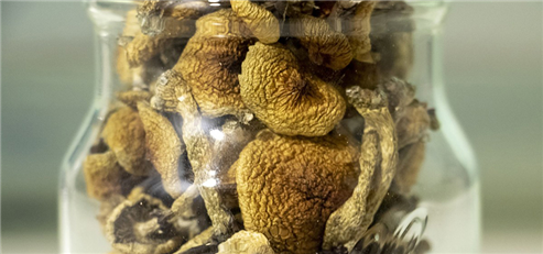 It’s Time to Revisit Psychedelic Drugs That Are Proving Useful for Health 